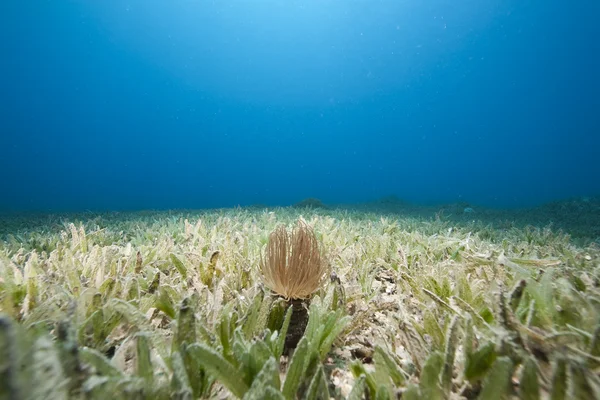 Buis anemone en zee gras — Stockfoto