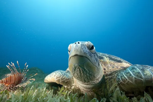 Зеленая черепаха и морская трава — стоковое фото