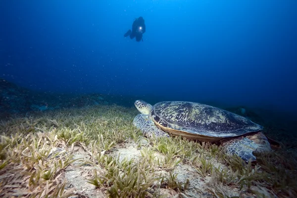 Green turtle, sea grass and diver — Stock Photo, Image