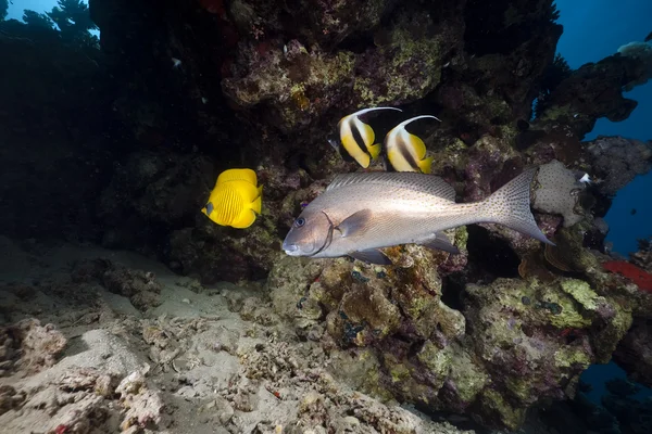 Balık ve mercan — Stok fotoğraf