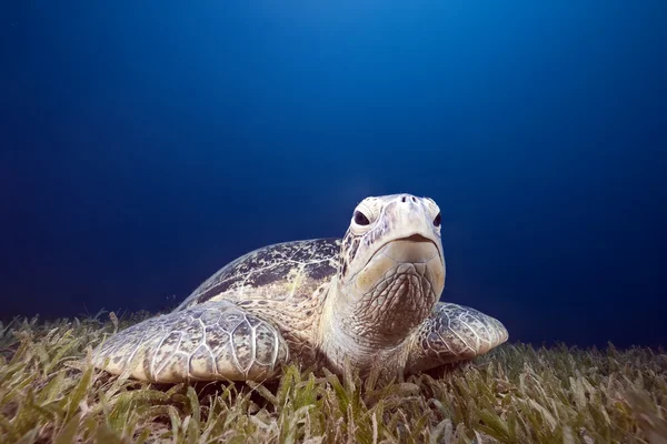 Зеленая черепаха и морская трава — стоковое фото