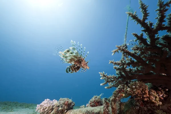 Lejonfisk, korall och hav — Stockfoto