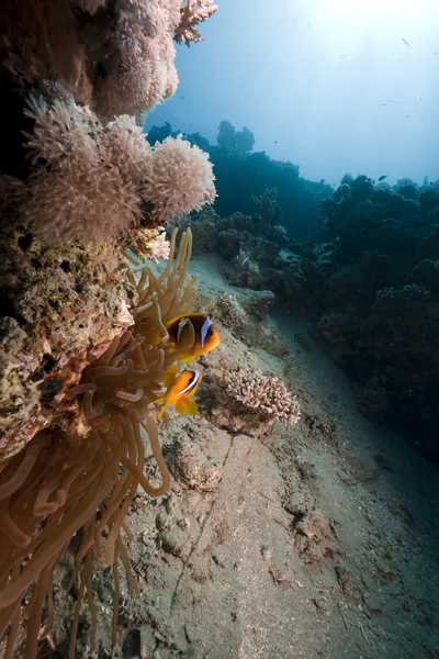 海葵和 anemonefish — 图库照片