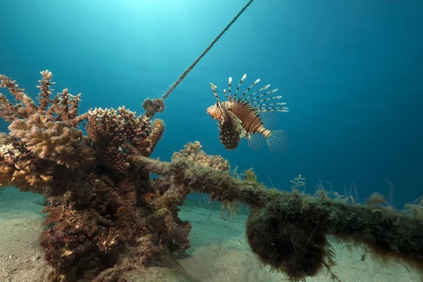 Pez león, coral y océano — Foto de Stock