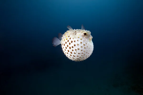 Burrfish amarelado e oceano — Fotografia de Stock
