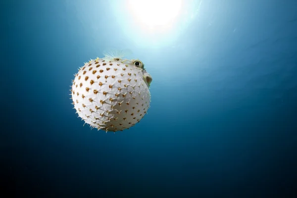 Burrfish y océano con manchas amarillas —  Fotos de Stock