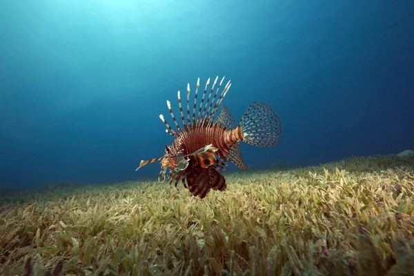 Lionfish and sea grass — Stock Photo, Image