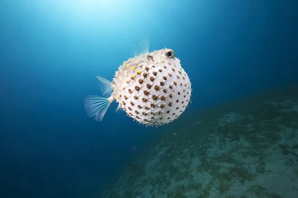 Burrfish y océano con manchas amarillas — Foto de Stock