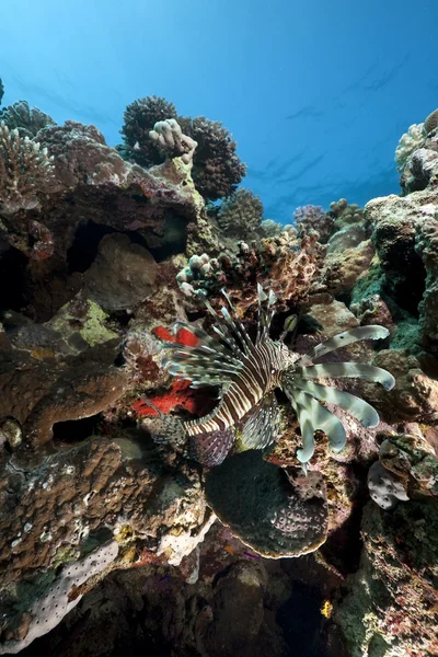 Lionfish, és az óceán — Stock Fotó