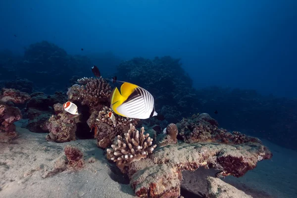 Oceán a butterflyfish — Stock fotografie