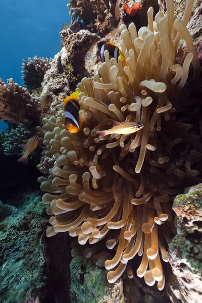 Anemone, anemonfish and ocean — стоковое фото