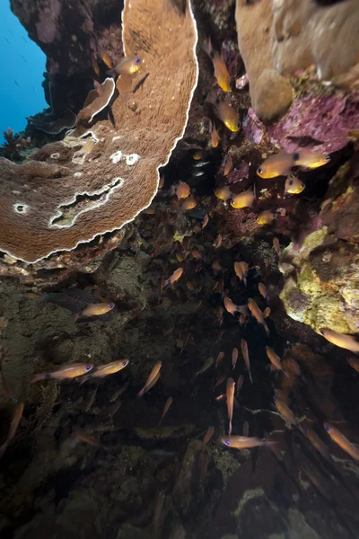 Mercan ve Süpürgeler — Stok fotoğraf