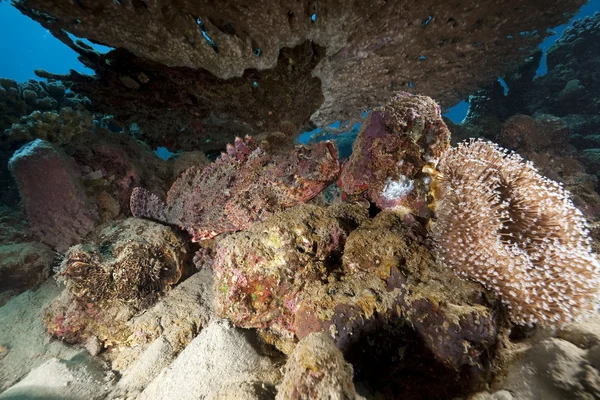 Skorpionfisk och korall — Stockfoto