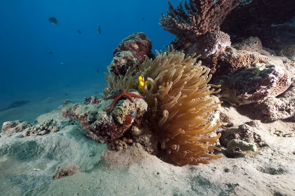Anemone, anemonefish och havet — Stockfoto