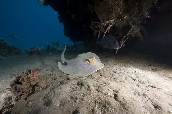 Bluespotted stingray and ocean — стоковое фото