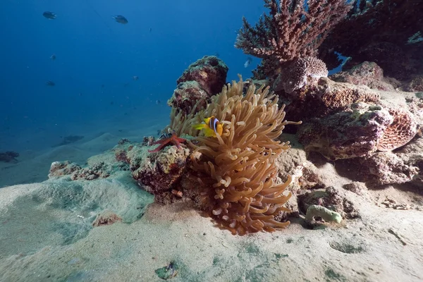 海葵、 anemonefish 和海洋 — 图库照片