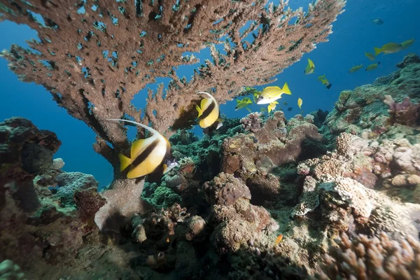 Bannerfish ve mercan — Stok fotoğraf