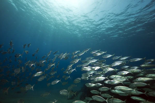 Makrelenschulfütterung — Stockfoto