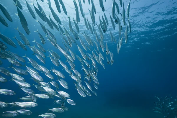 Makrelenschulfütterung — Stockfoto