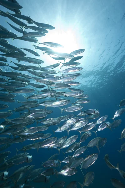 Mackerel school feeding — Stock Photo, Image