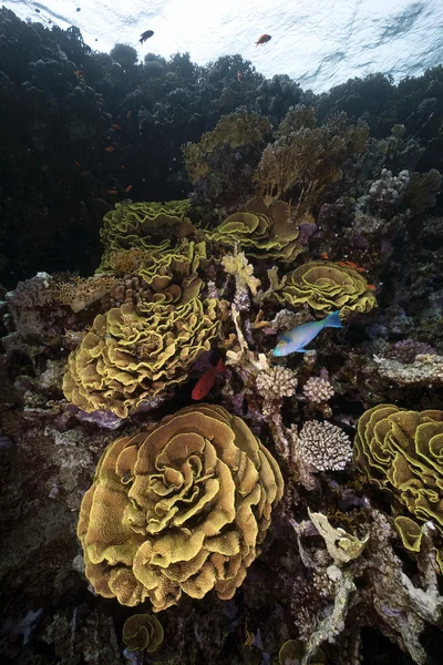 Салатные кораллы и океан — стоковое фото