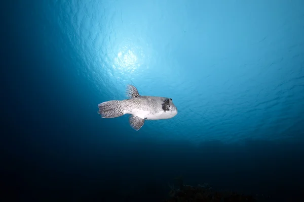 Pufferfish ve okyanus — Stok fotoğraf