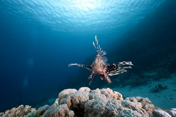 Lionfish ve okyanus — Stok fotoğraf