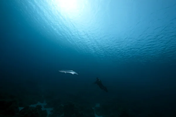 Barracuda dan penyelam — Stok Foto