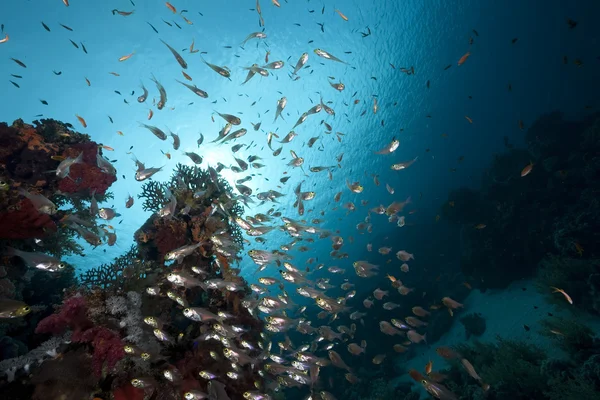 Óceáni és fish — Stock Fotó