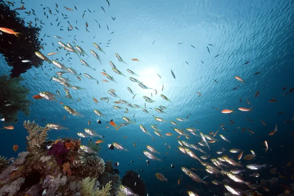 바다와 물고기 — 스톡 사진