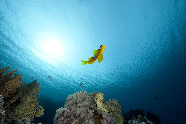 Anemonefish ve ocean — Stok fotoğraf