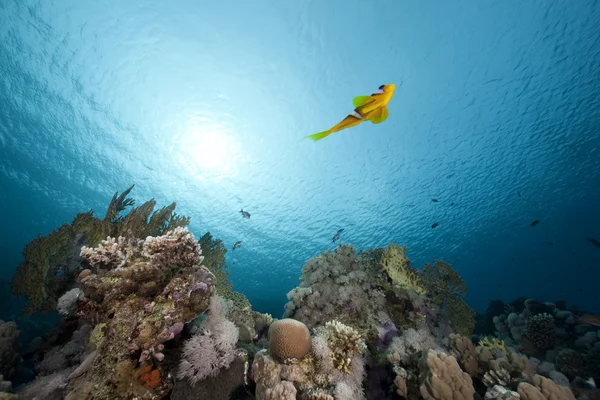 Anemonefish i ocean — Zdjęcie stockowe