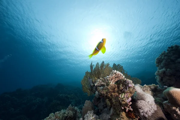 Anemonefish e oceano — Foto Stock