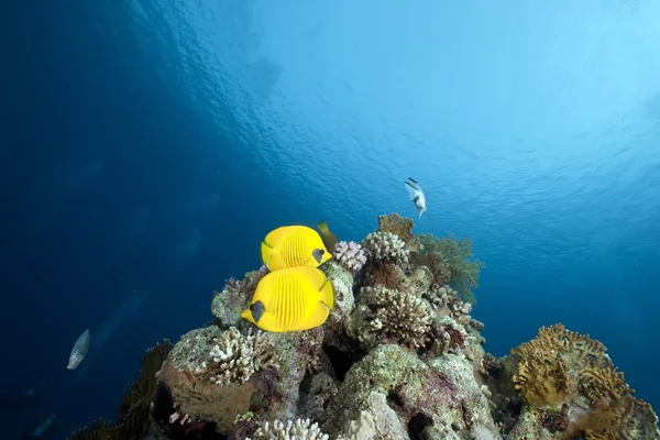 Butterflyfish and ocean — Stock Photo, Image