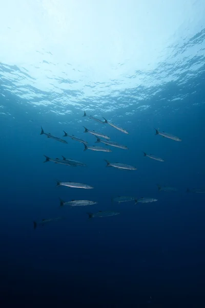 Blackfinem barracuda a oceán — Stock fotografie