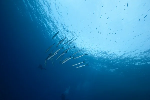 Blackfin barracuda and ocean — Stock Photo, Image