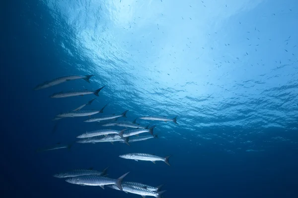 Atlanti barracuda és az óceánban — Stock Fotó