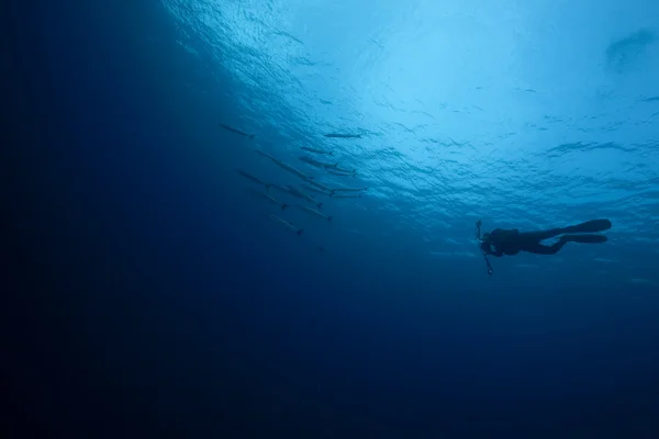 Dalgıç, okyanus ve balık — Stok fotoğraf