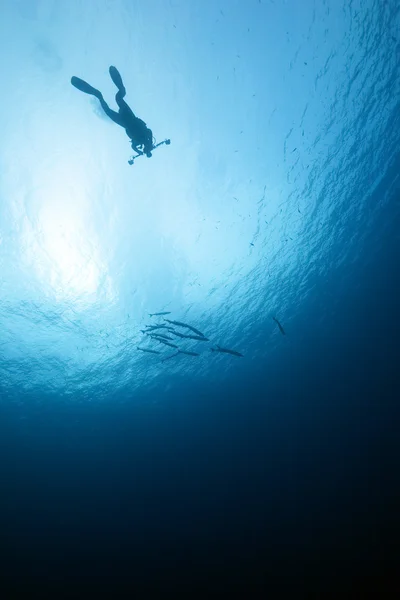 Mergulhador, oceano e peixe — Fotografia de Stock