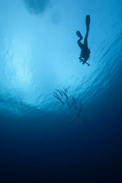 Duiker, oceaan en vis — Stockfoto