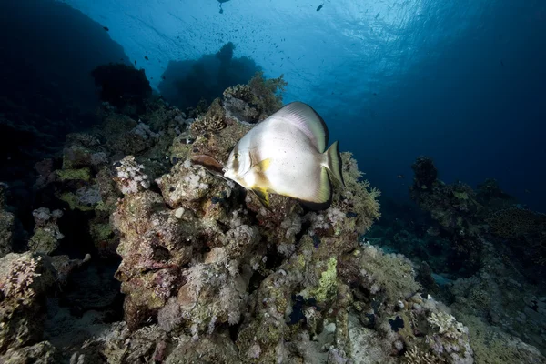 Spadefish i ocean — Zdjęcie stockowe