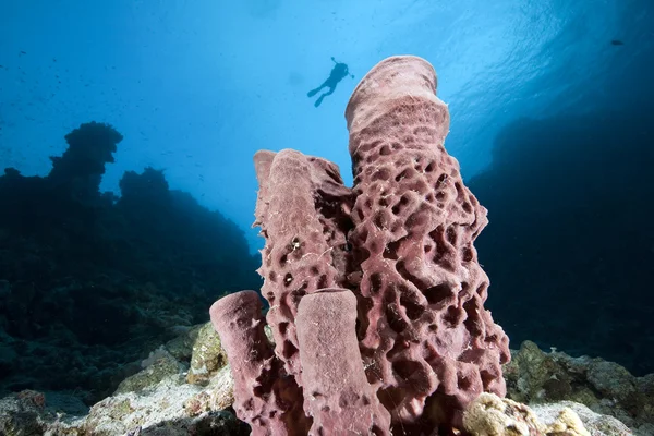 Dikenli tüp-sünger, dalgıç ve okyanus — Stok fotoğraf