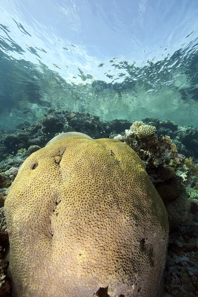 stock image Ocean, coral and fish