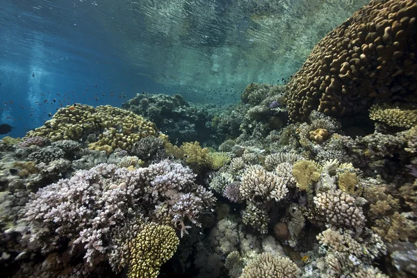 Oceán, korálů a ryb — Stock fotografie