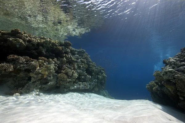 Oceano, corallo e pesce — Foto Stock