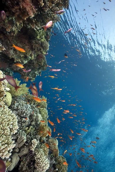 Oceaan, koraal en vissen — Stockfoto