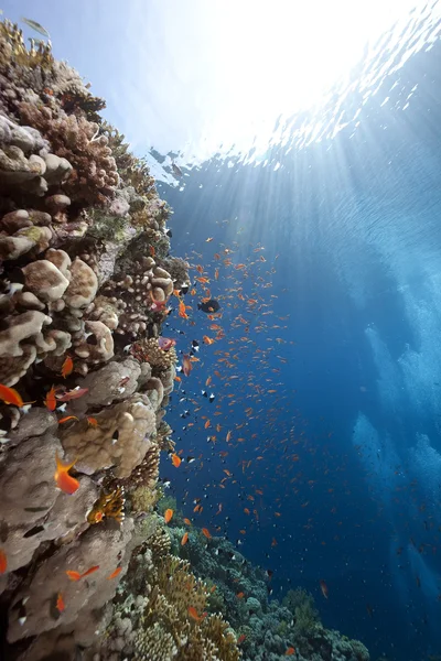 海、サンゴと魚 — ストック写真