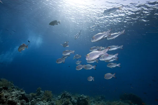 Océan, corail et poisson — Photo