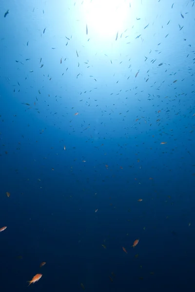 Oceano e pesce — Foto Stock