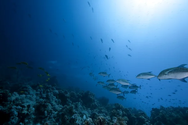 Trevally i ocean błękitnopłetwy — Zdjęcie stockowe
